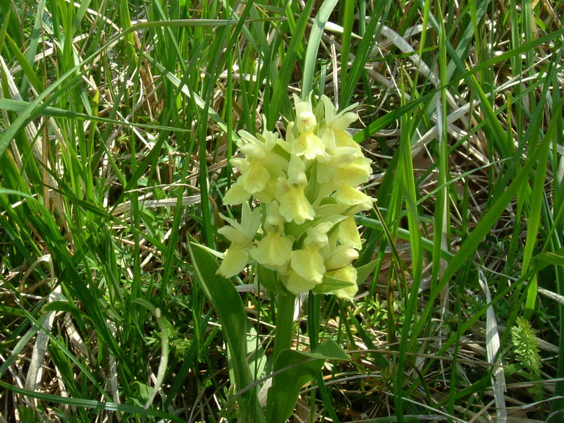 Dactylorhiza sambucina